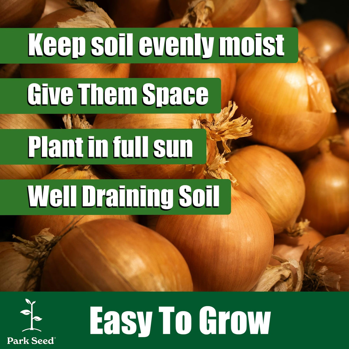 Park Seed Candy Hybrid onion bulbs after harvest ready for curing and storage