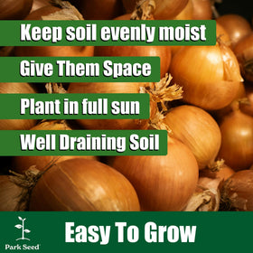 Park Seed Candy Hybrid onion bulbs after harvest ready for curing and storage