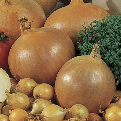 Park Seed Candy Hybrid onion seedlings in tray for indoor starting