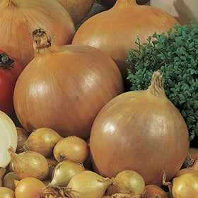 Park Seed Candy Hybrid onion seedlings in tray for indoor starting