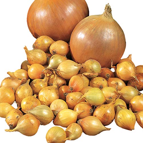 Park Seed Candy Hybrid onion seeds pack for spring planting