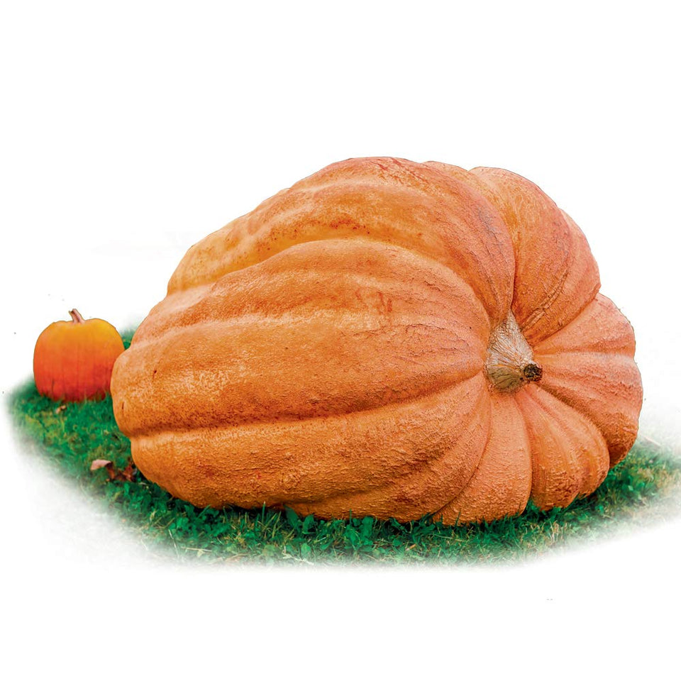 Park Seed's Dill's Atlantic Giant seed pack, ideal for ambitious giant pumpkin growers.