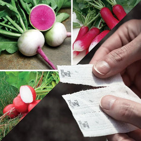 Park Seed gourmet radish varieties seed tape showcases three colors for salads.