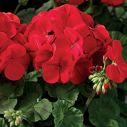 Park Seed Maverick Scarlet geranium bloom closeup highlights vibrant red-orange petals for sunny borders