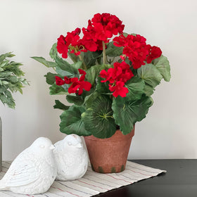 Park Seed Maverick Scarlet geranium border-plant for bright sun borders