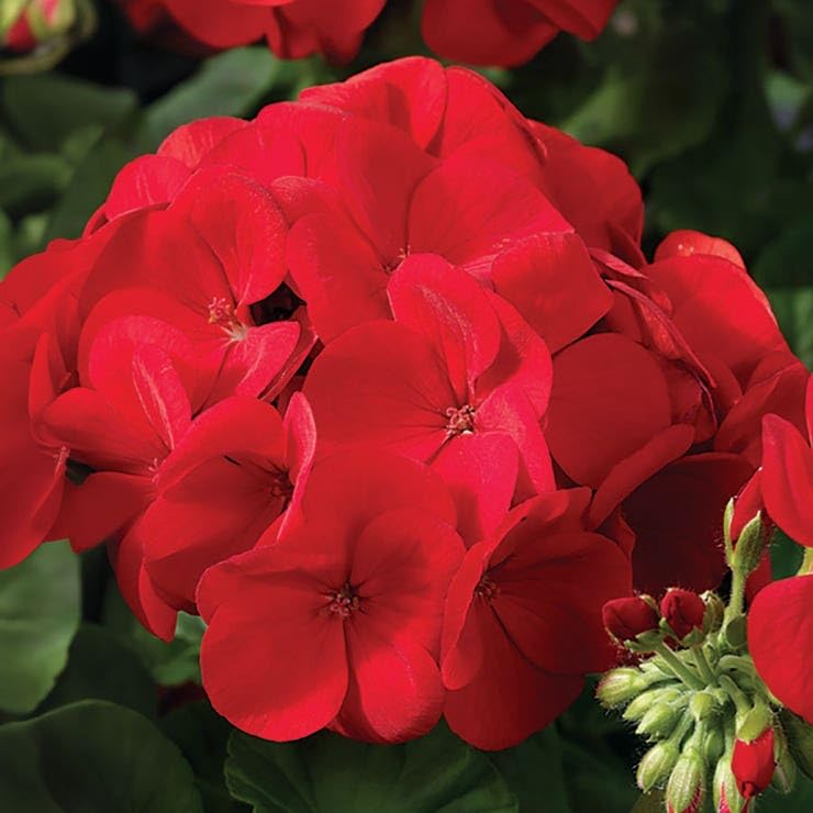 Park Seed Maverick Scarlet geranium container display shows compact form for patio pots