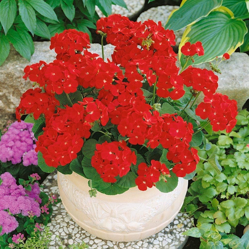 Park Seed Maverick Scarlet geranium green foliage adds lush texture to beds