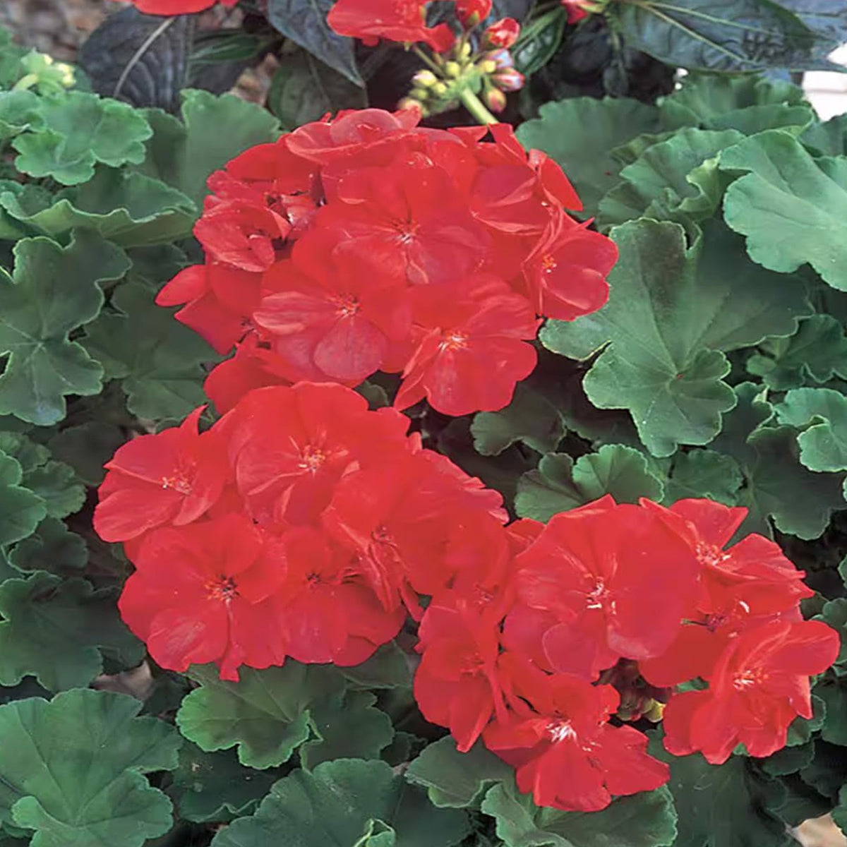 Park Seed Maverick Scarlet geranium pack of 10 seeds ready for sowing