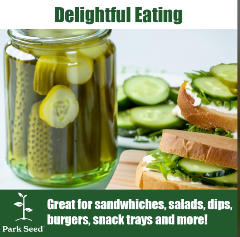 Park Seed Mini-Me cucumber showing thin, smooth skin suitable for fresh snacking.
