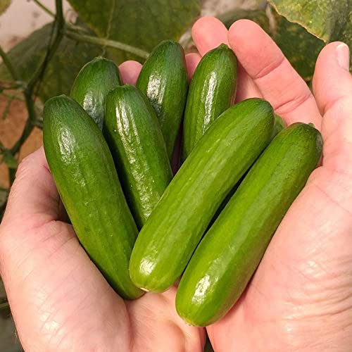 Park Seed Mini-Me F1 Organic cucumber close-up showing 2-3 inch fruits ideal for snacking