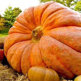 Park Seed Dill's Atlantic Giant pumpkin skin texture and vibrant golden-orange color.