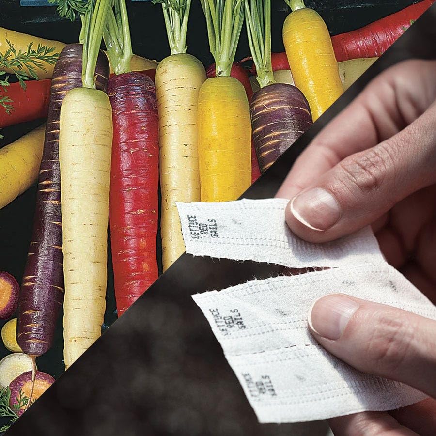 Park Seed rainbow blend carrot seed tape shows five colors for a vibrant harvest