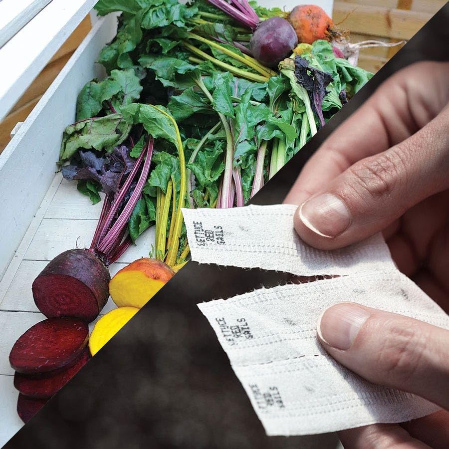 Park Seed rainbow beet varieties on tape for colorful harvests and varied flavors
