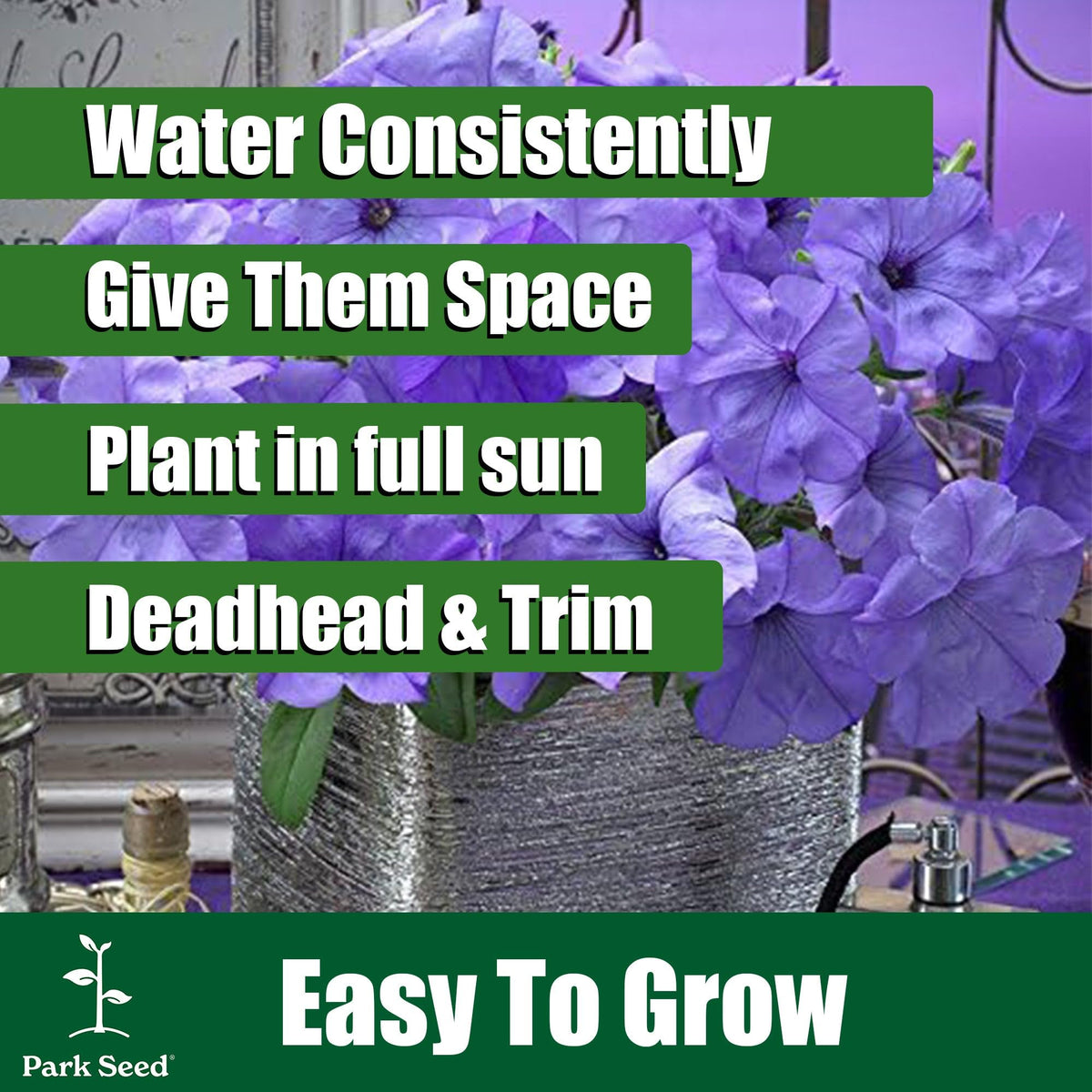 Park Seed Shock Wave Tie Dye Purple Petunia bed border planting adds color along the garden edge.