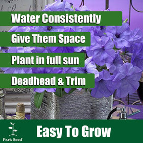 Park Seed Shock Wave Tie Dye Purple Petunia bed border planting adds color along the garden edge.
