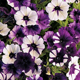 Closeup of Shock Wave Tie Dye Purple Petunia blooms showing lavender and violet petals for borders.