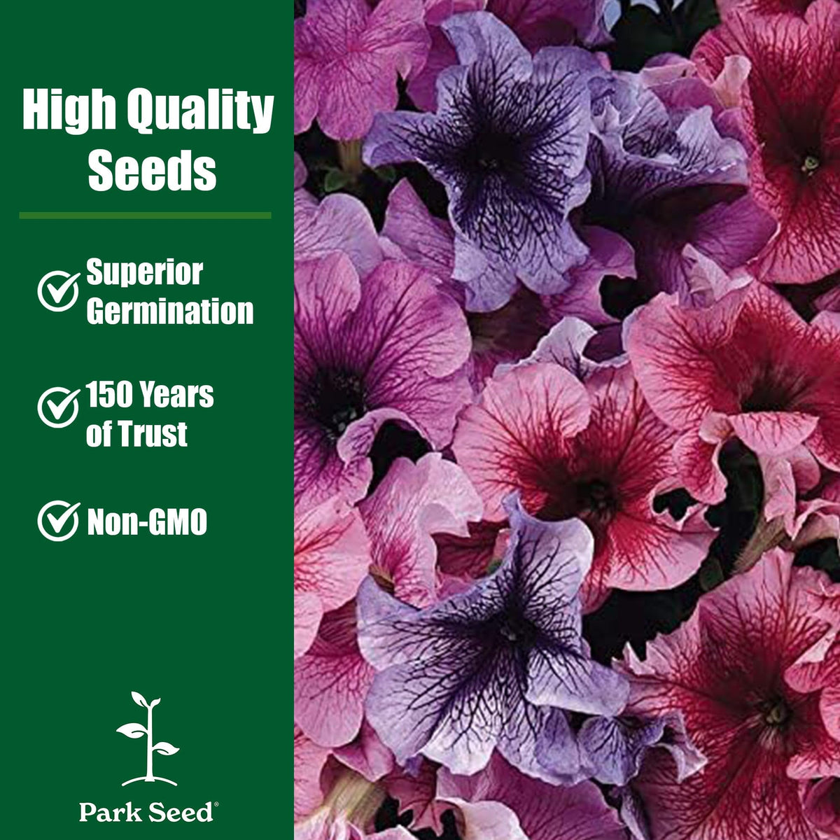 Container display of Shock Wave Tie Dye Purple Petunia showing compact habit in a sunny planter.