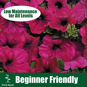 Hanging basket setup featuring Shock Wave Tie Dye Purple Petunia for cascading color in sun.