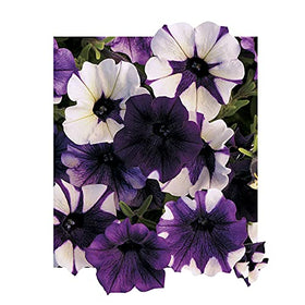 Park Seed Shock Wave Tie Dye Purple Petunia seeds pack front with vibrant multicolor blooms for sunny containers.