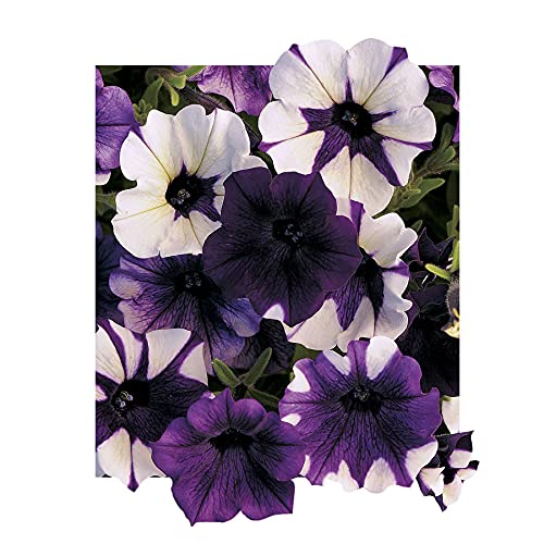 Park Seed Shock Wave Tie Dye Purple Petunia seeds pack front with vibrant multicolor blooms for sunny containers.