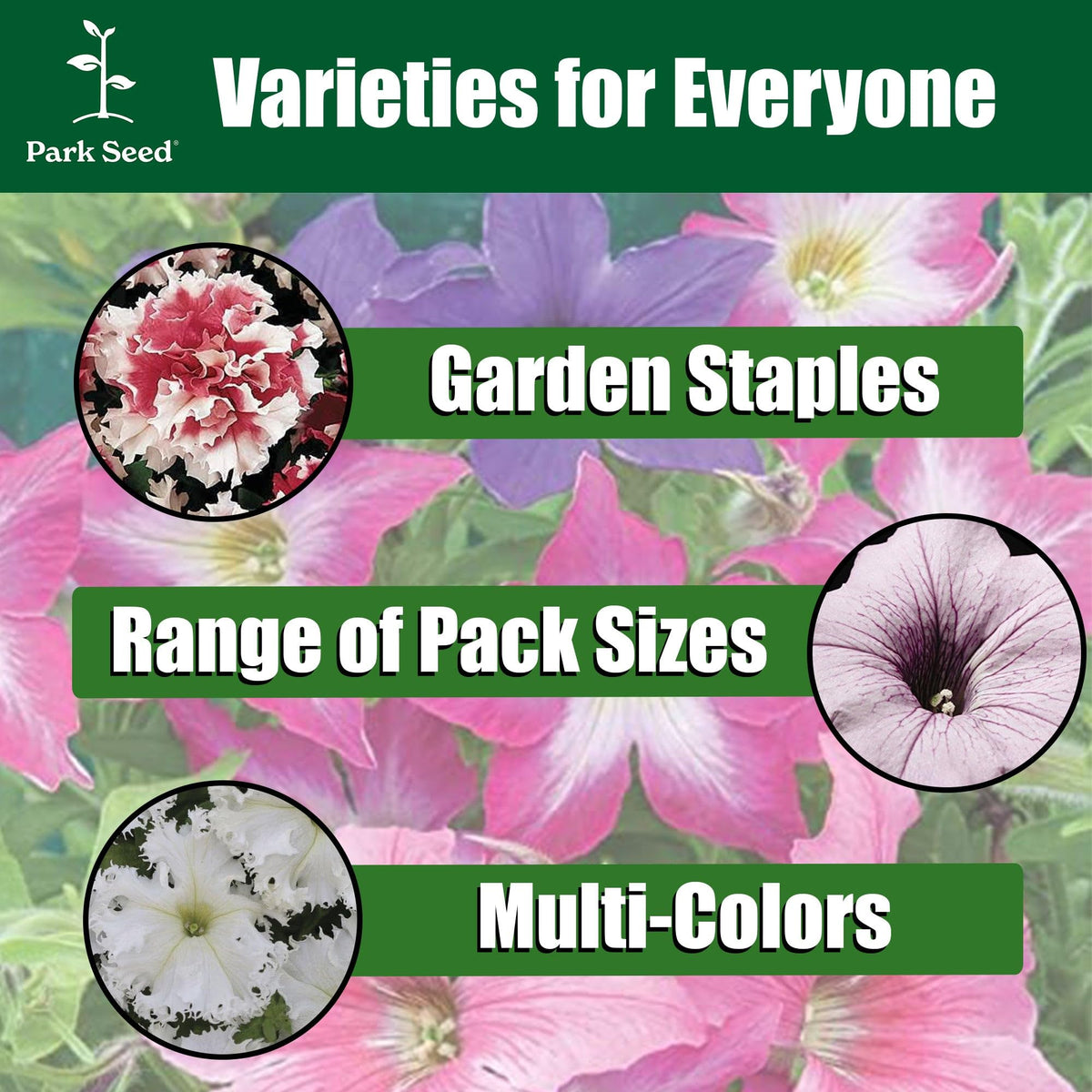 Weather resilience of Park Seed Shock Wave Tie Dye Purple Petunia supports lasting color after rain and heat.