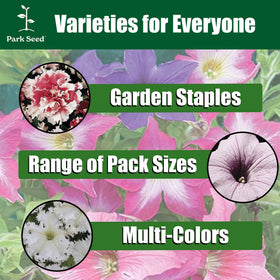 Weather resilience of Park Seed Shock Wave Tie Dye Purple Petunia supports lasting color after rain and heat.