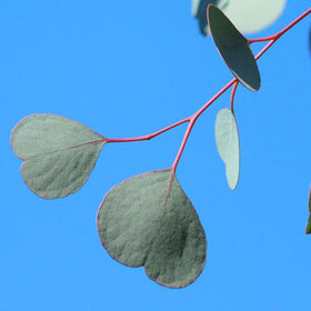 Park Seed Silver Dollar eucalyptus grows well in containers for easy indoor gardening.