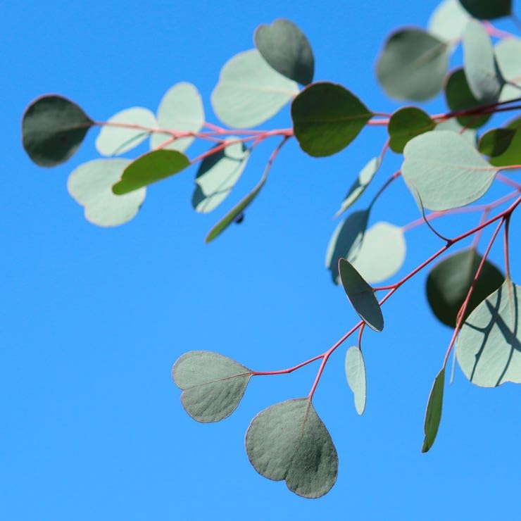 Park Seed Silver Dollar eucalyptus dried stems retain color for months.
