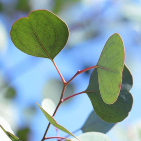 Park Seed Silver Dollar eucalyptus boughs offer long-lasting dried decor.