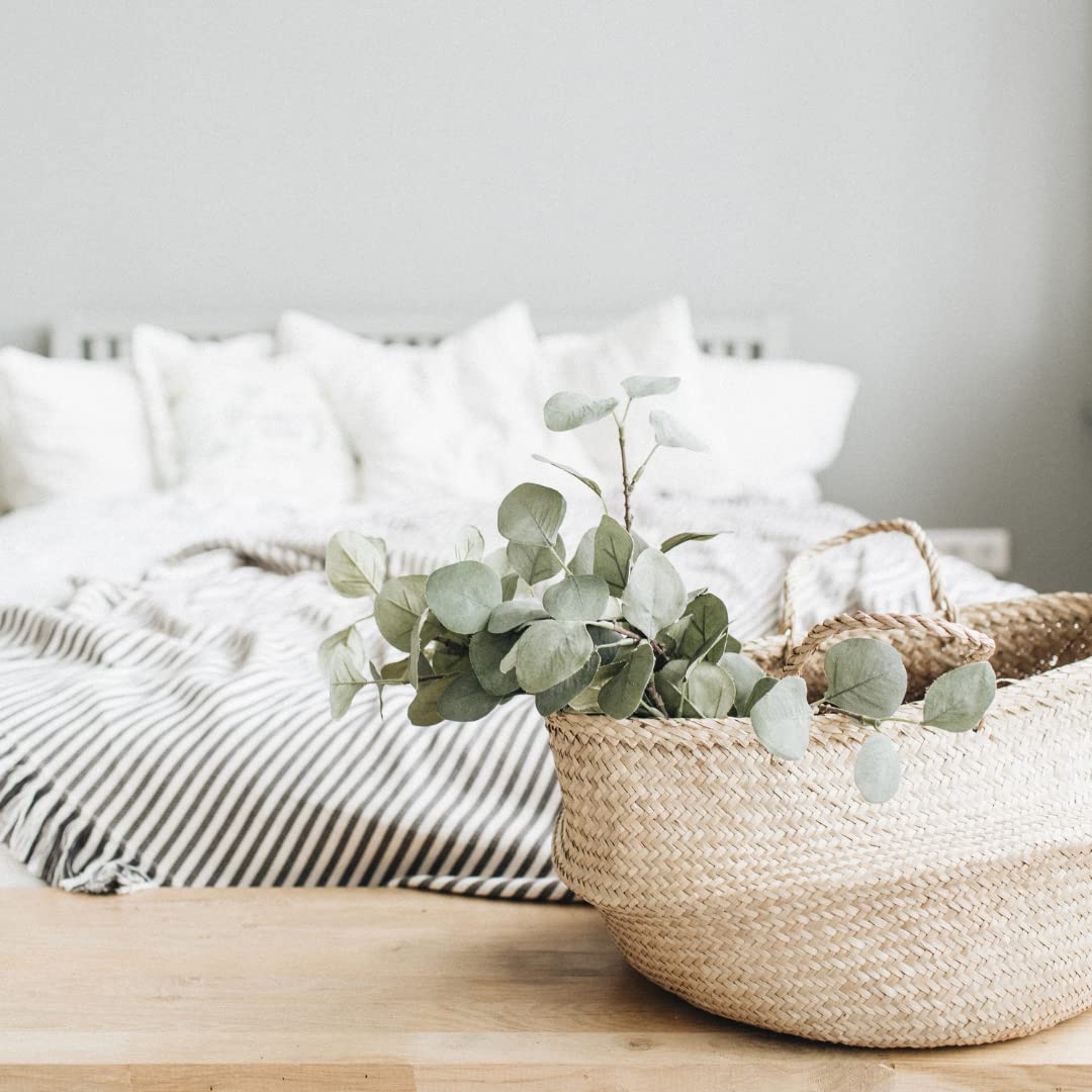 Park Seed Silver Dollar eucalyptus brings fragrance and texture to any space.