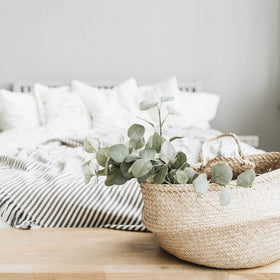 Park Seed Silver Dollar eucalyptus brings fragrance and texture to any space.