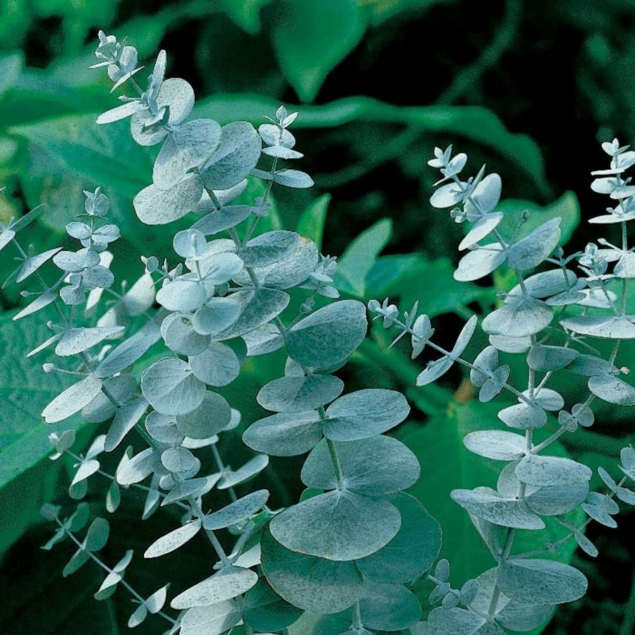 Park Seed Silver Dollar eucalyptus leaves for elegant indoor decor and subtle scent.