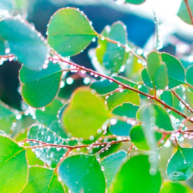 Park Seed Silver Dollar eucalyptus stems ideal for fragrant bouquets and arrangements.