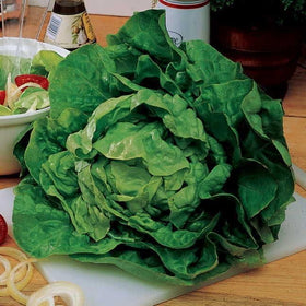 Park Seed buttercrunch lettuce ready in 65 days for quick harvests.