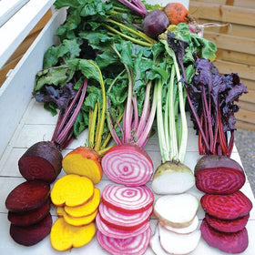 Park Seed rainbow beet seed tape showing vibrant roots for easy planting