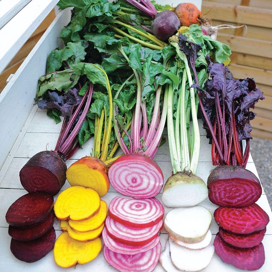 Park Seed rainbow beet seed tape showing vibrant roots for easy planting