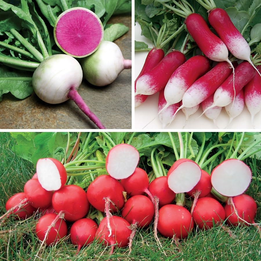 Park Seed seed tape for gourmet radish collection ready for quick, even germination.