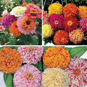 Park Seed Zinnia bouquet-ready stems showcasing vibrant colors from the double-bloom mix.