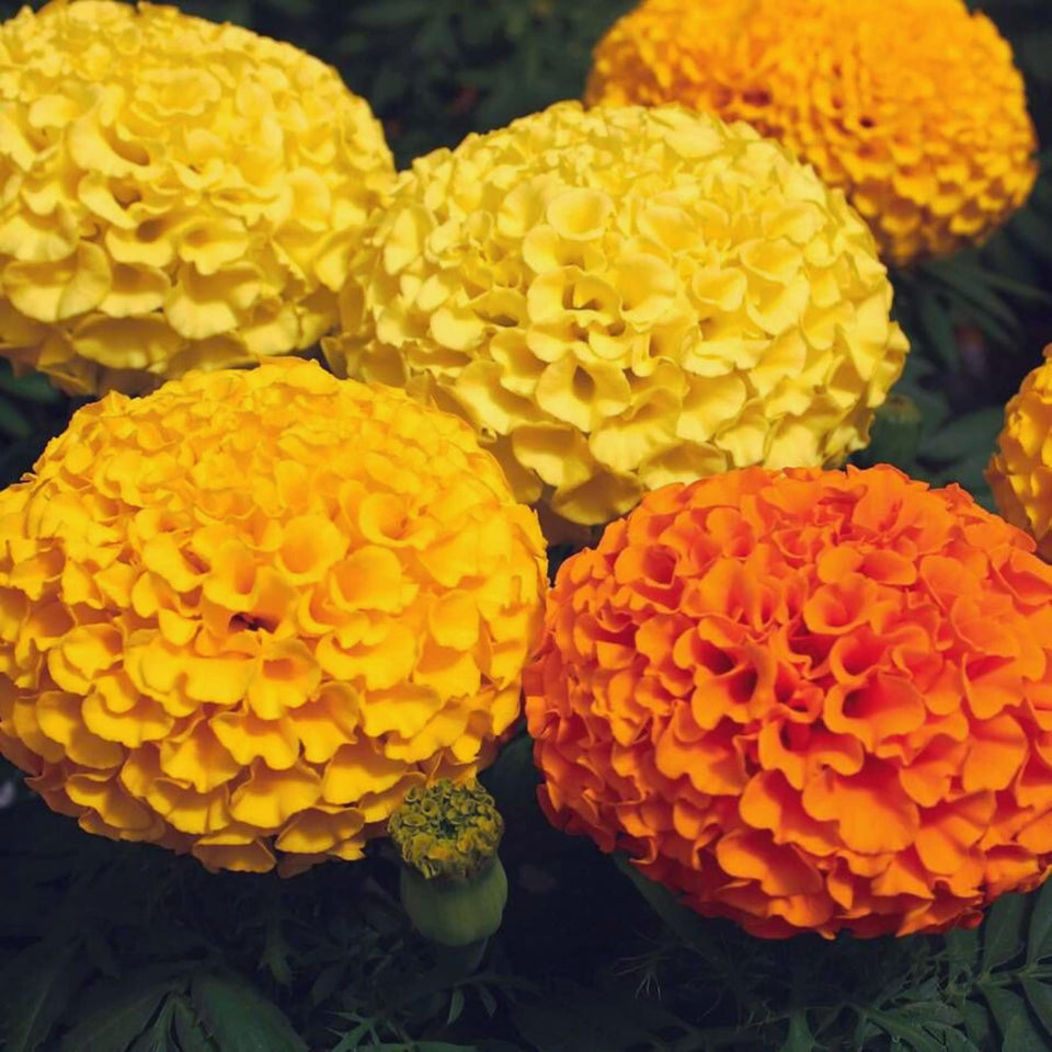 Park Seed Whopper Mix marigold giant 4-inch bloom colors beds with dramatic, long-lasting petals.