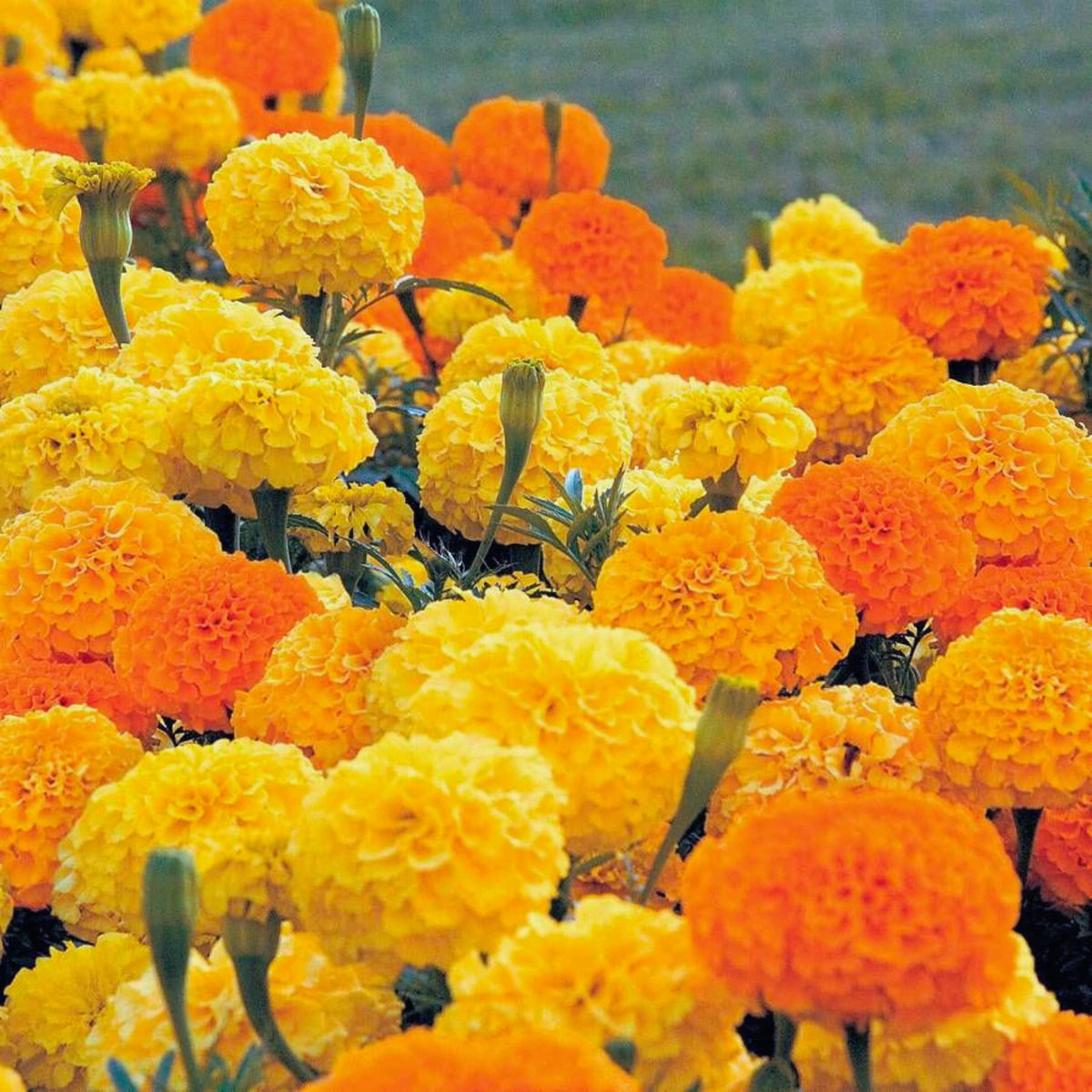 Park Seed Whopper Mix marigold gold bloom enhances summer patio planters.