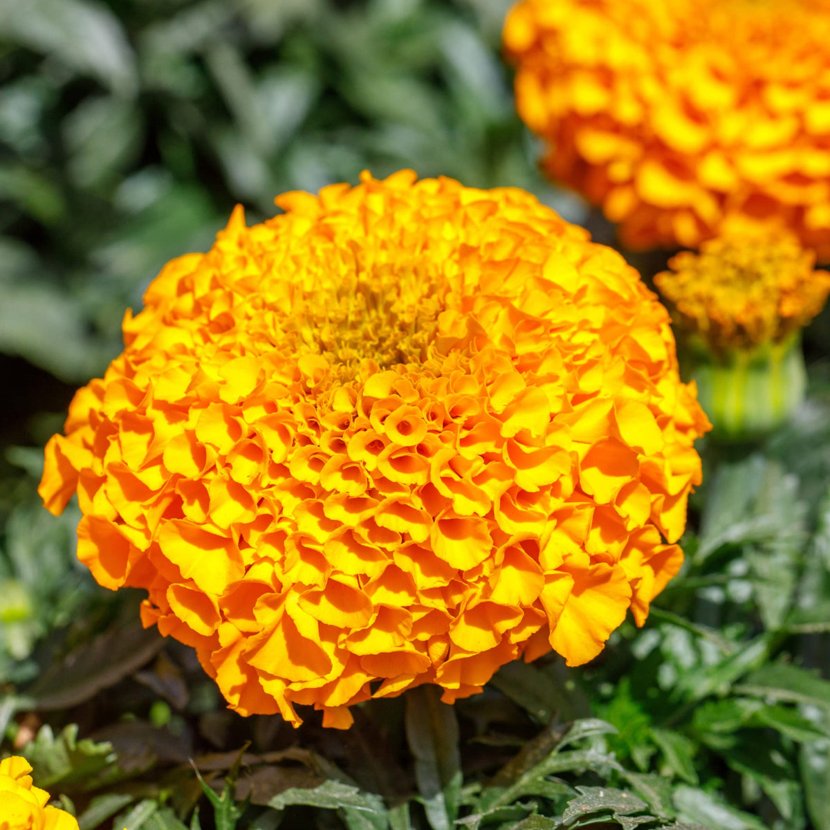 Park Seed Whopper Mix marigold orange dense petals for sunny mass plantings.