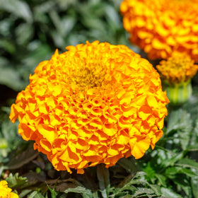 Park Seed Whopper Mix marigold orange dense petals for sunny mass plantings.
