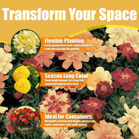 Park Seed Whopper Mix marigold easy to grow seeds for beginners.