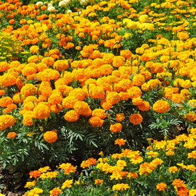 Park Seed Whopper Mix marigold yellow double bloom brightens borders and containers.
