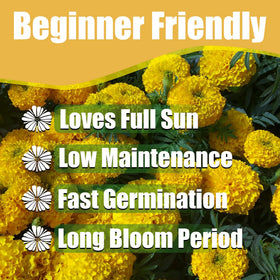 Park Seed Whopper Orange marigold ideal for beds, borders, or container displays.