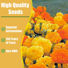 Park Seed Whopper Orange marigold botrytis resistance supports garden resilience.