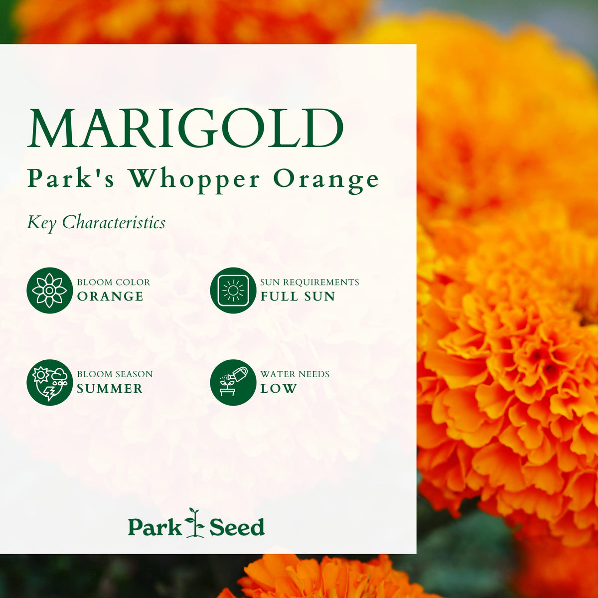 Park Seed Whopper Orange marigold bright orange color adds instant focal points.