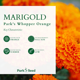 Park Seed Whopper Orange marigold bright orange color adds instant focal points.
