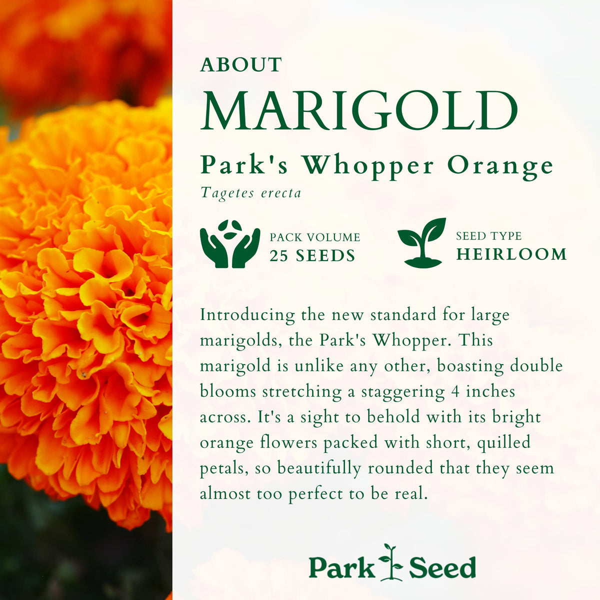Park Seed Whopper Orange marigold double flowers showcase lush petals for garden displays.