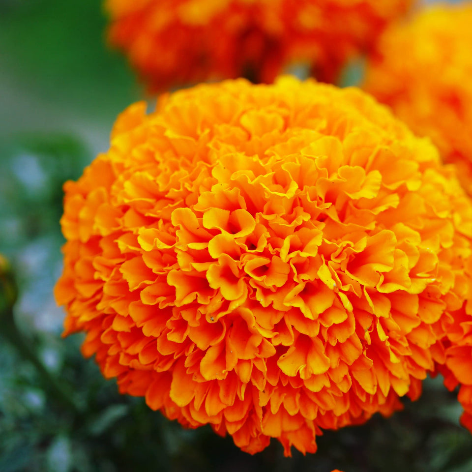 Park Seed Whopper Orange marigold giant blooms brighten beds and borders with bold color.
